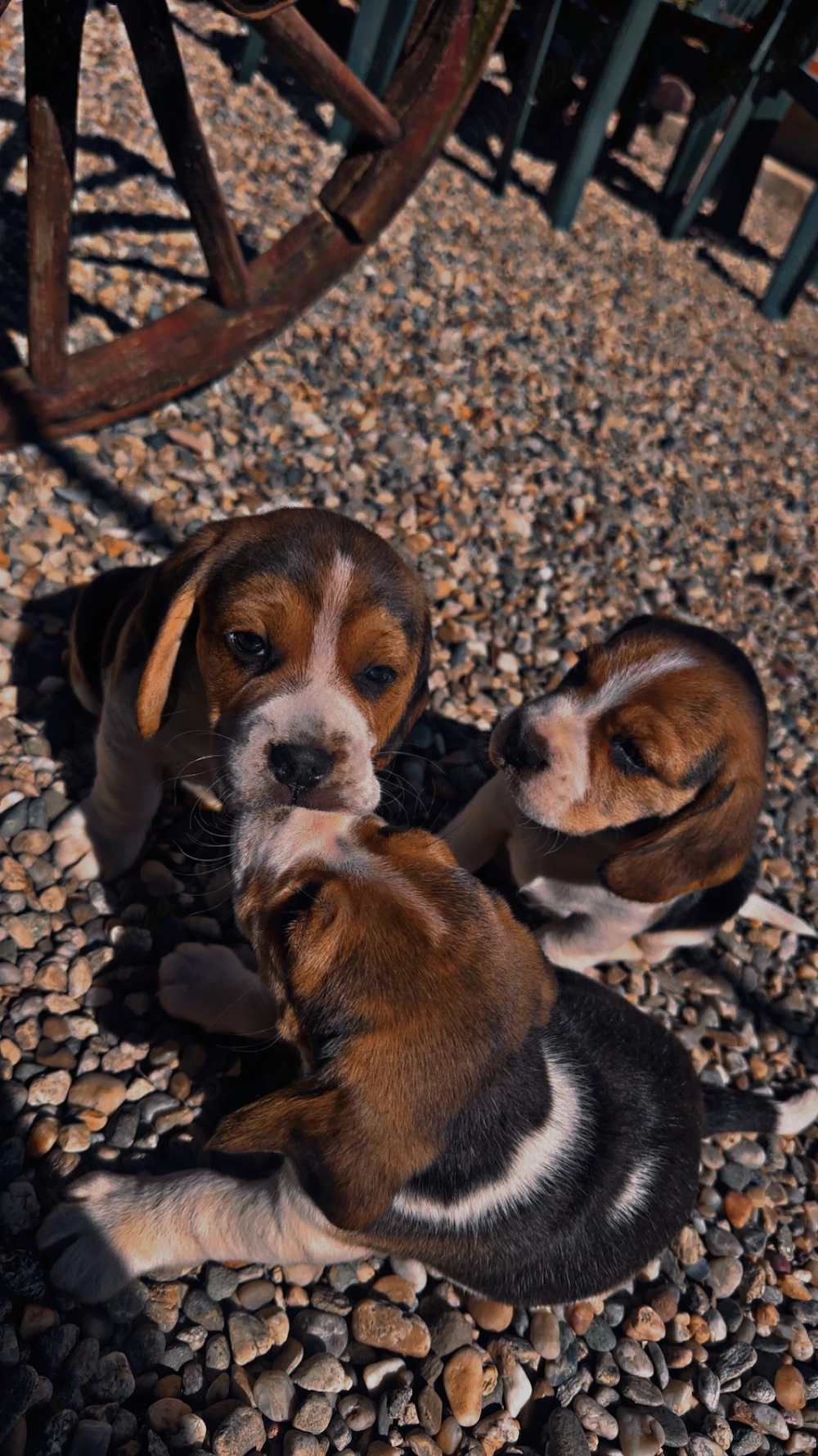 Pui de beagle !!!