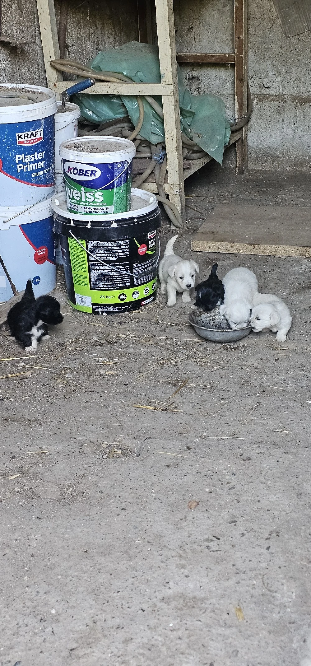 Bichon Talie Mica