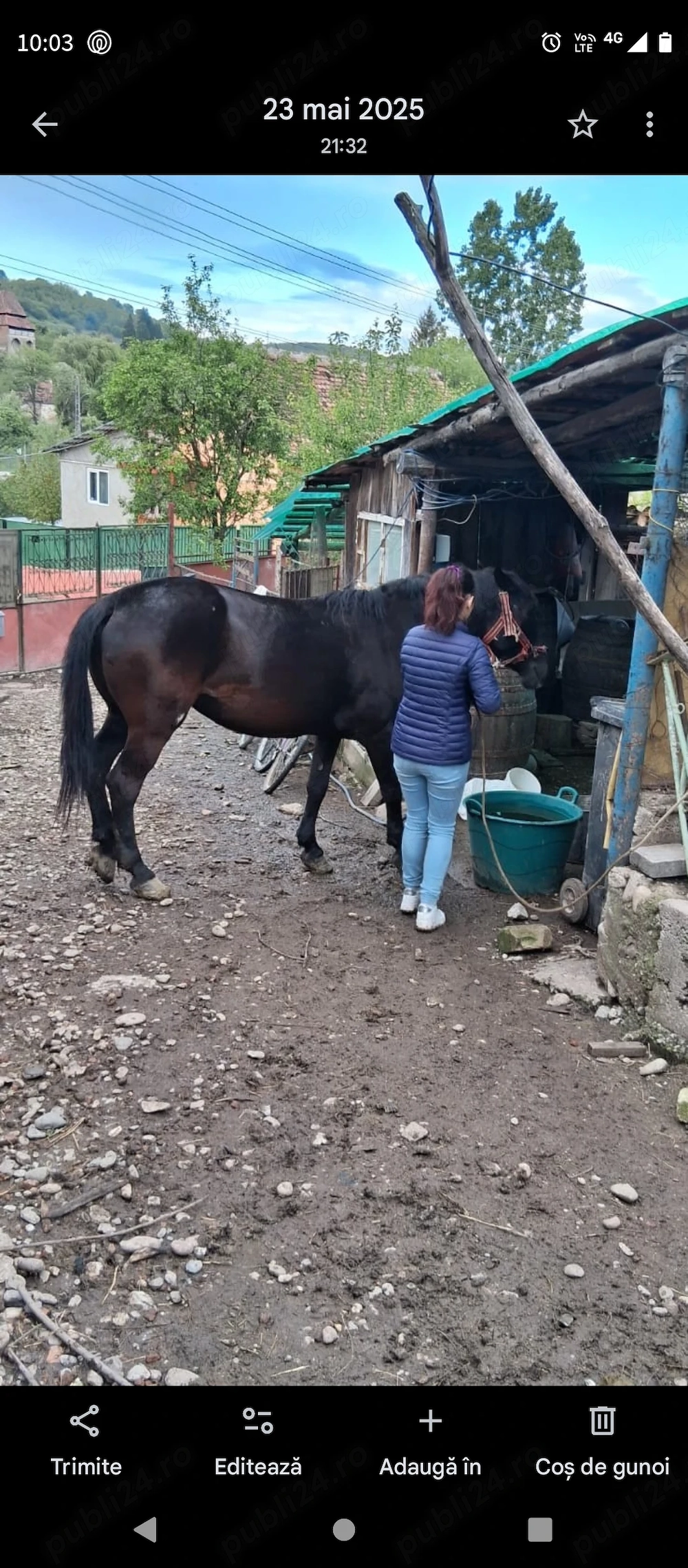 Vând cal cu căruța ham 