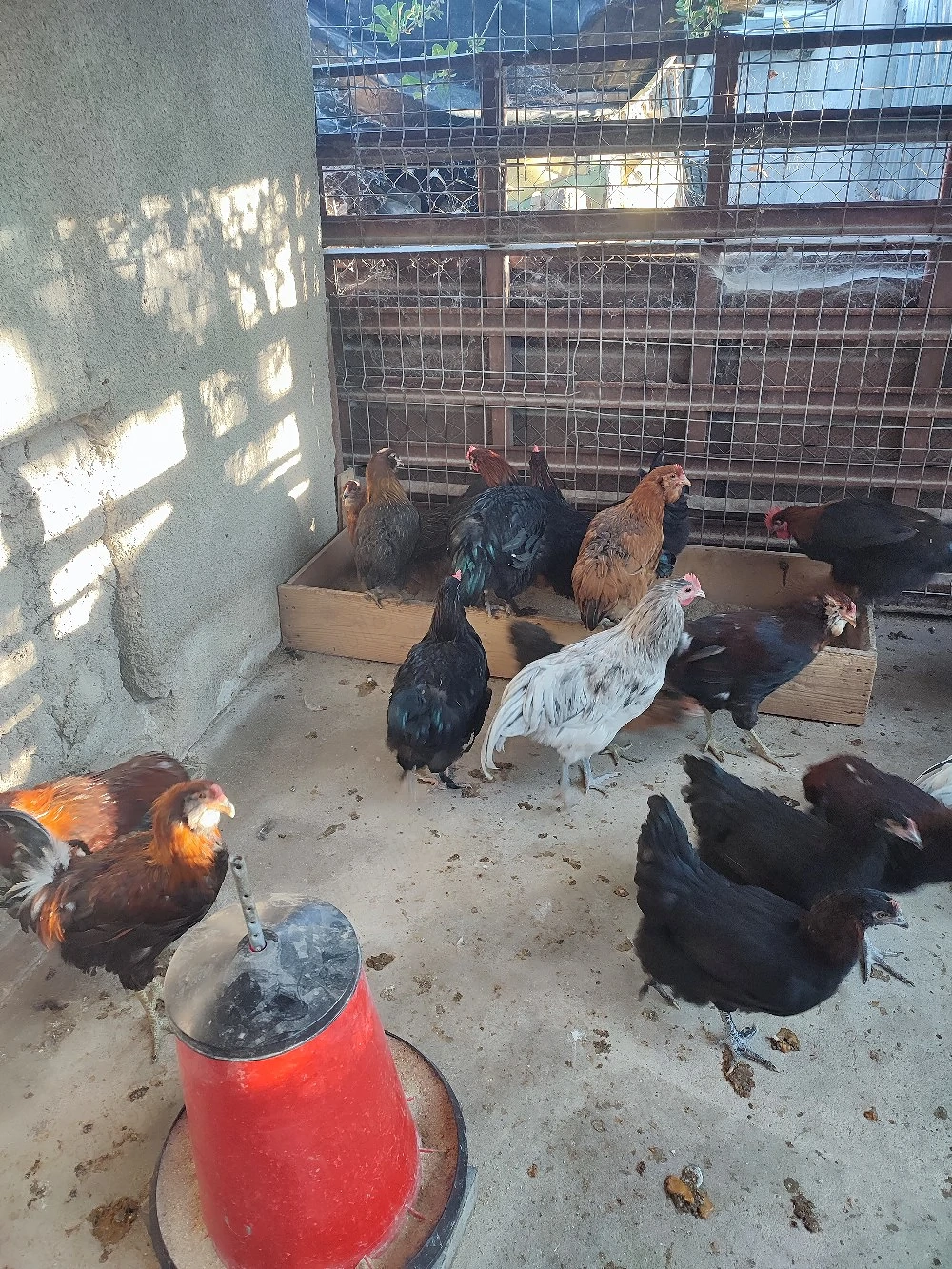 Cocoși Araucana și Marans 