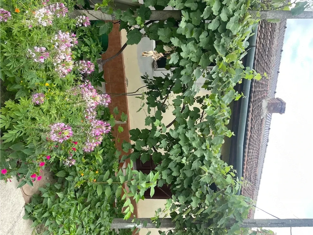  casa de vanzare Lugoj Timis   c
