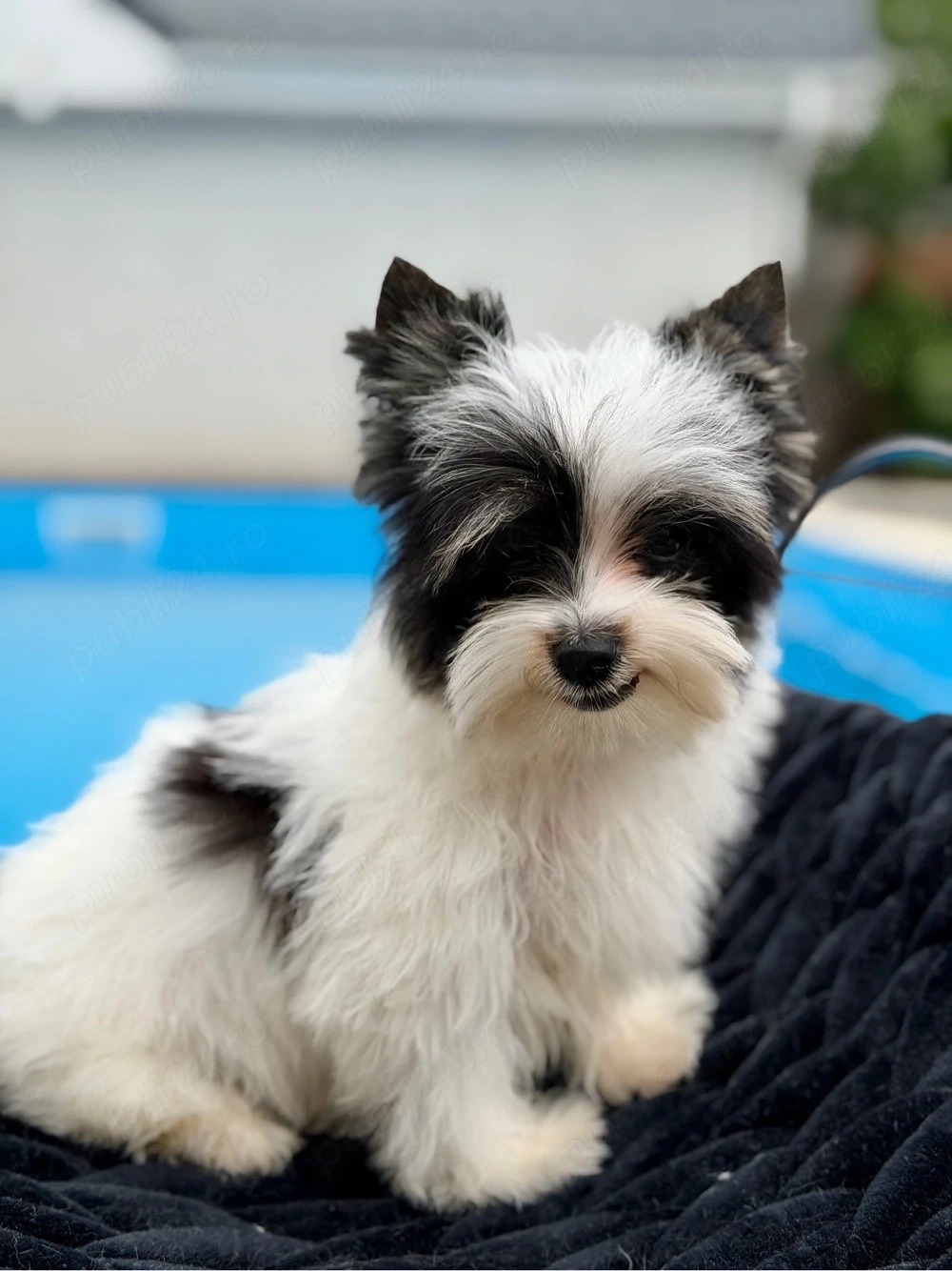 yorkshire terrier toy
