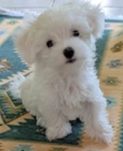Cel mai dulce pui de Bichon Maltese   8 săptămâni (Ghemotoc de vată)