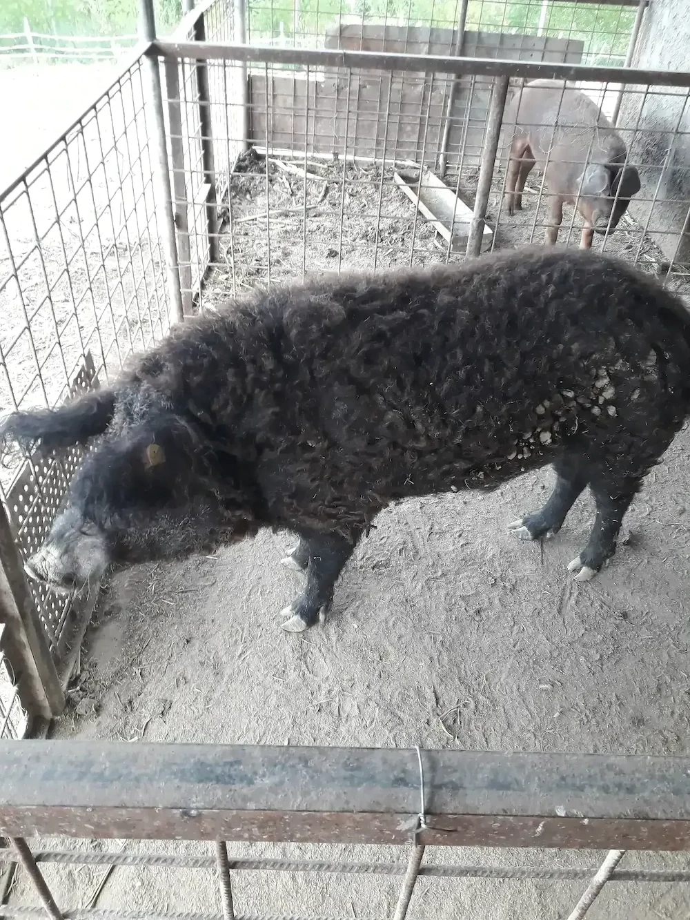 vand schimb vier mangalita pt monta