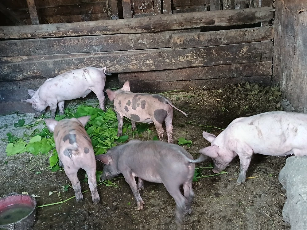 Purcei de vânzare 