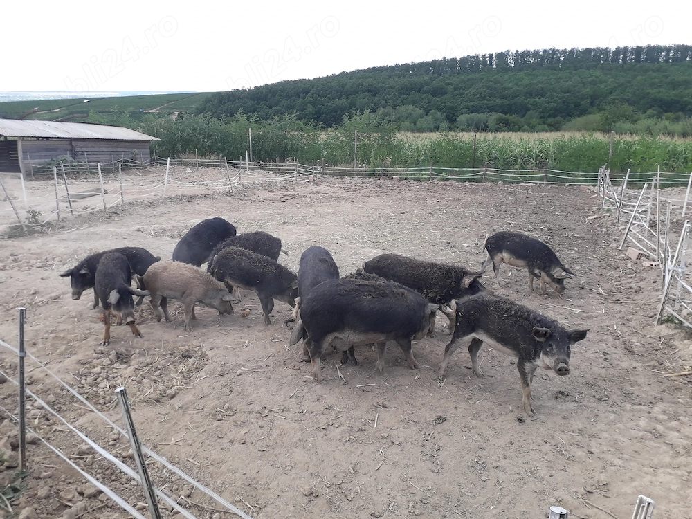 vand  schimb 12 suldei mangalita