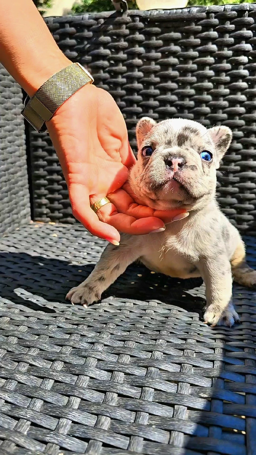 Bulldog francez Bule Merle 