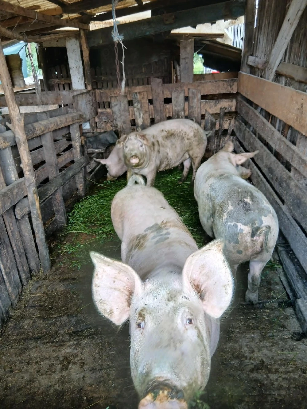 Vand porci! diferite mărimi!!!