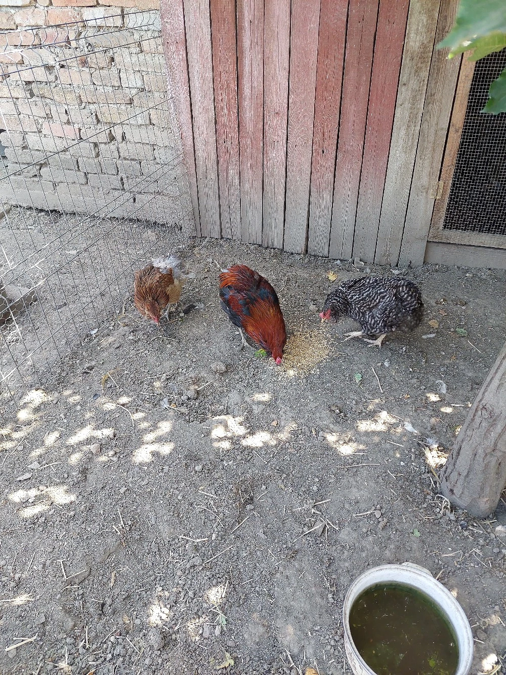 vând familie de gaini araucana 