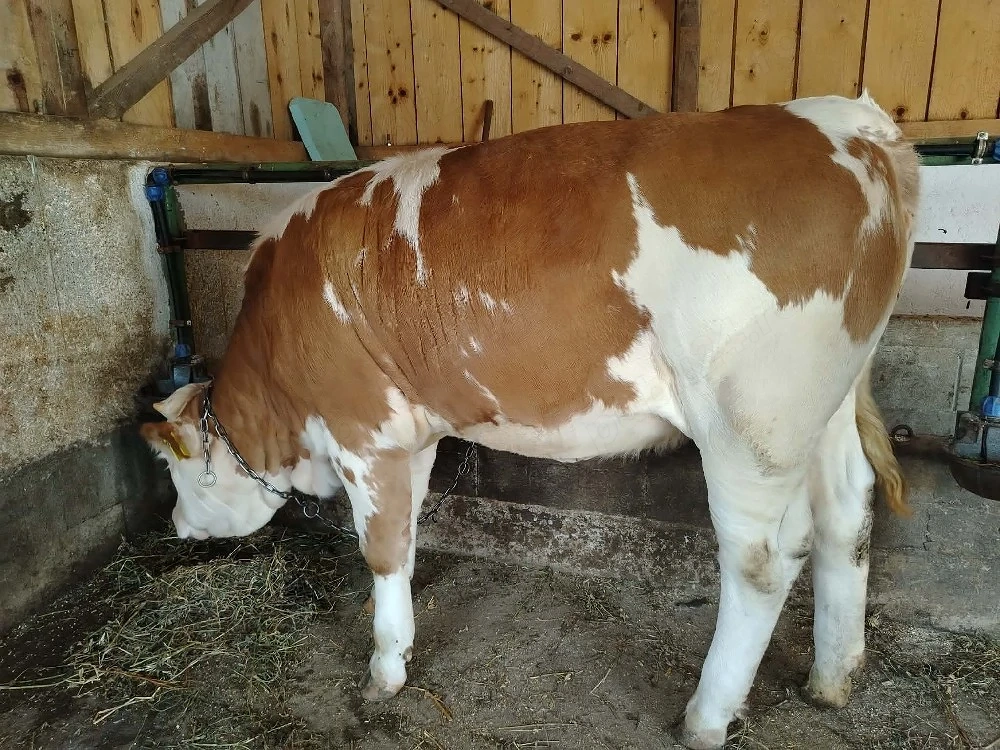 vand vitea si taur belgian 