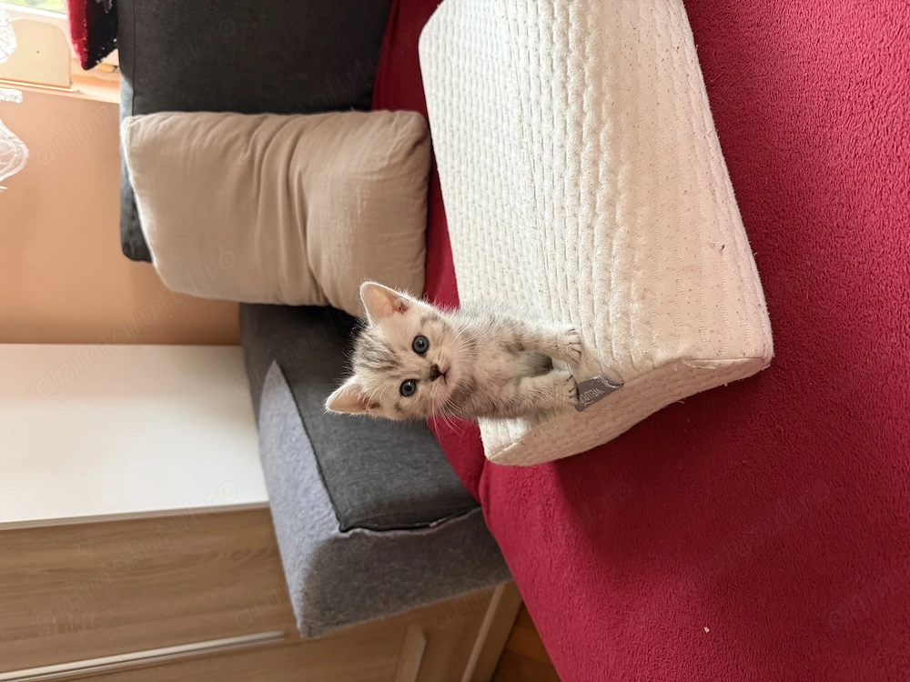 Pisici British Shorthair 