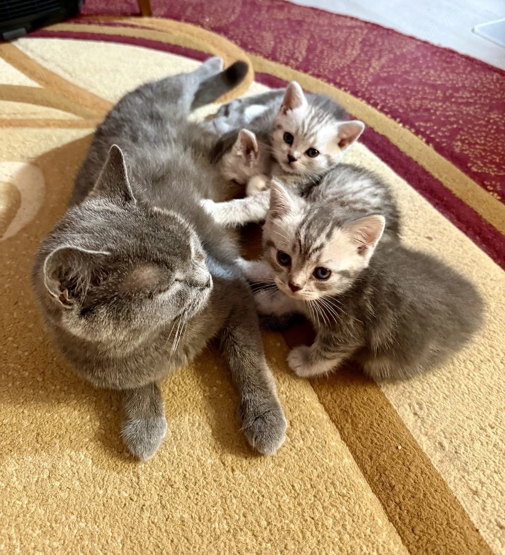 Pisicuțe British Shorthair Chinchilla 