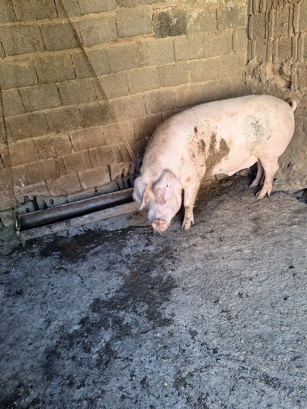 Porci de vânzare
