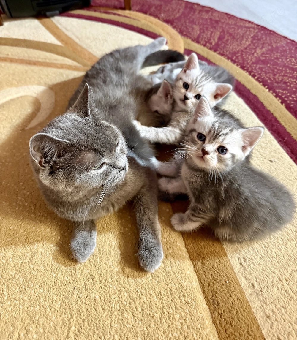 Pisici British Shorthair 