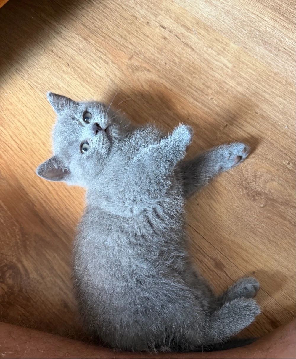 Pisic British shorthair blue mascul femela scotish longhair femela