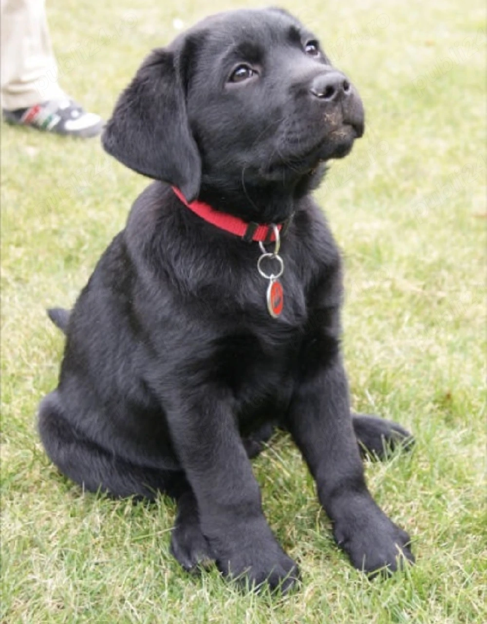 Labrador Retriever negru
