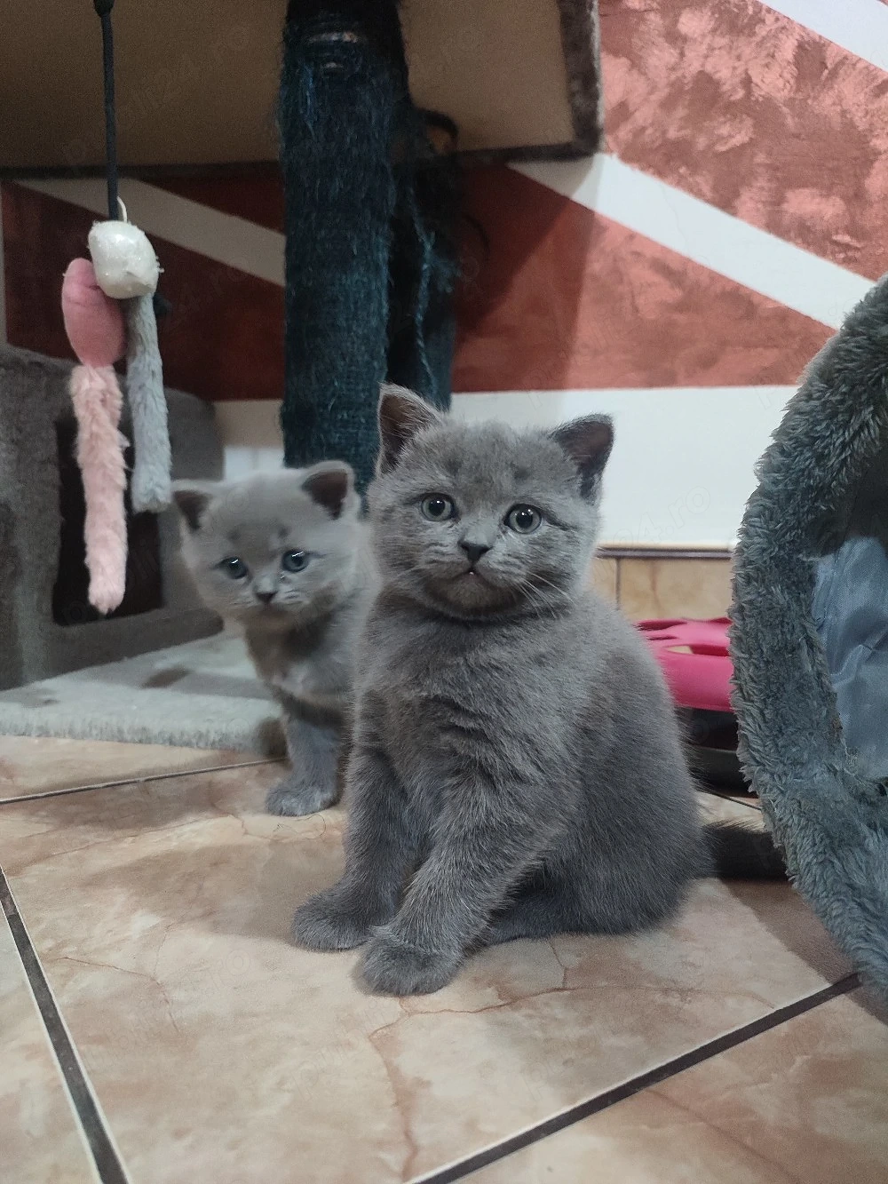 Pui de BRITSH Shorthair 