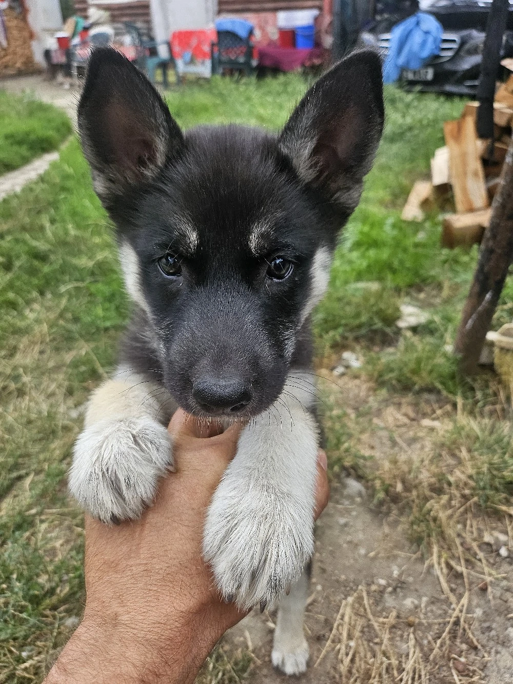 puiuti husky