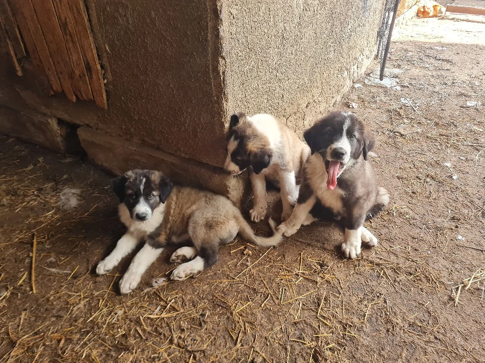 vand căței ciobanesc carpatin