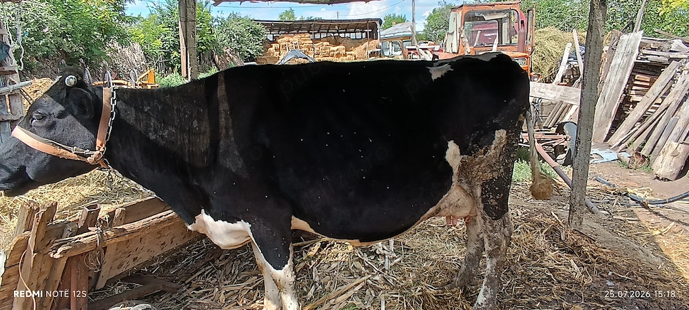 Vaca cu viteza de 2 săptămâni si vaca de abator