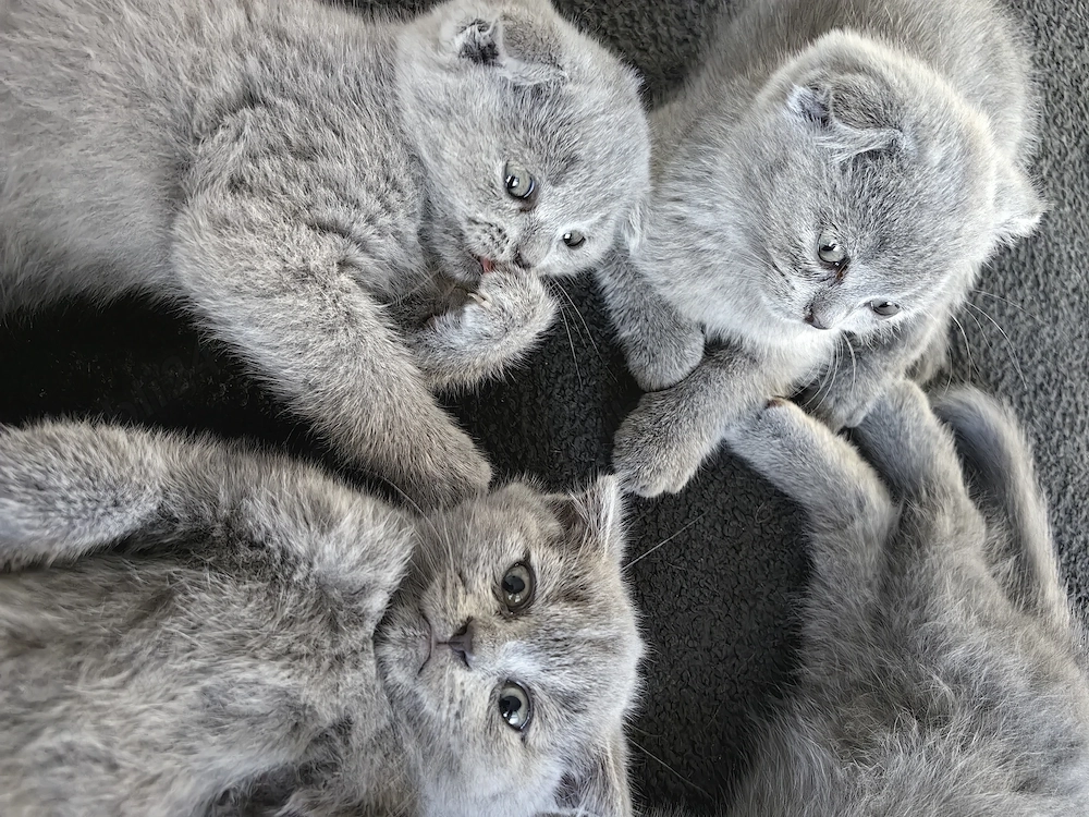 motani  scottish fold 