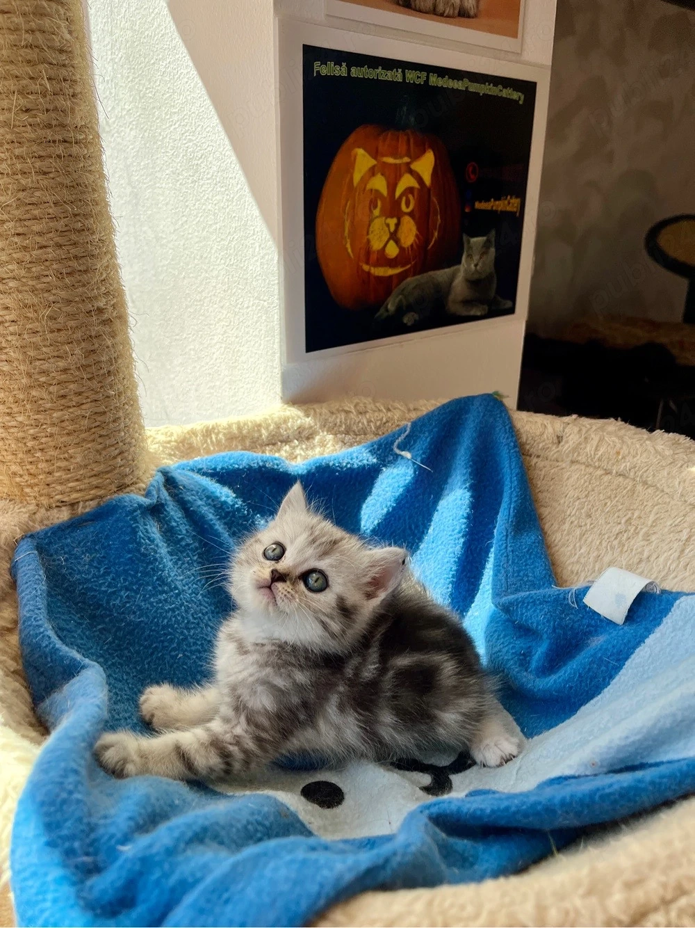 british shorthair tabby