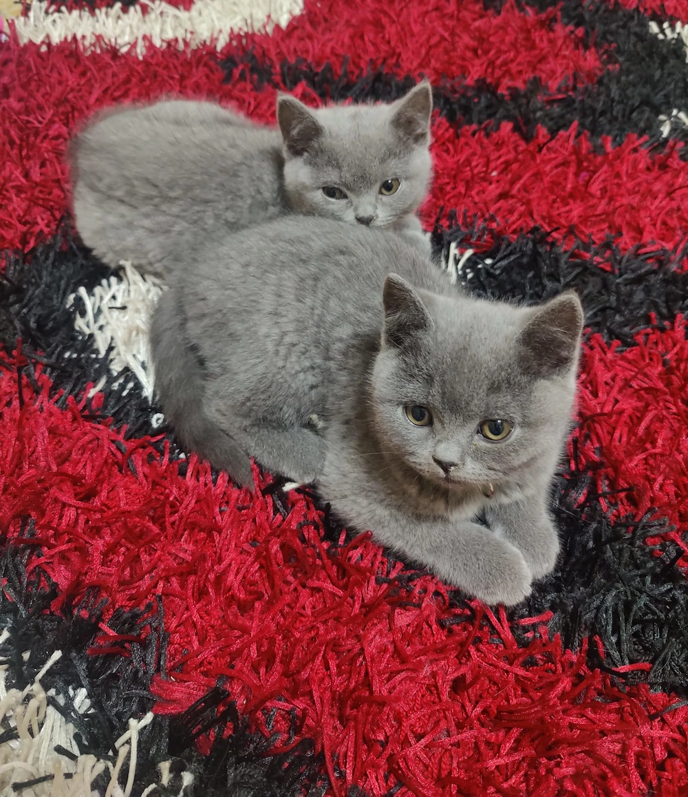 Pisoi British shorthair Blue 