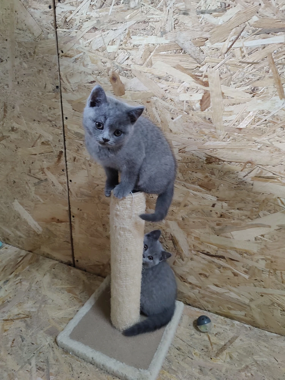 Pisoi British shorthair Blue 