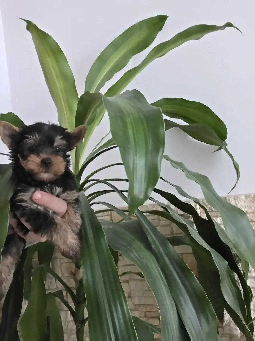 Yorkshie toy