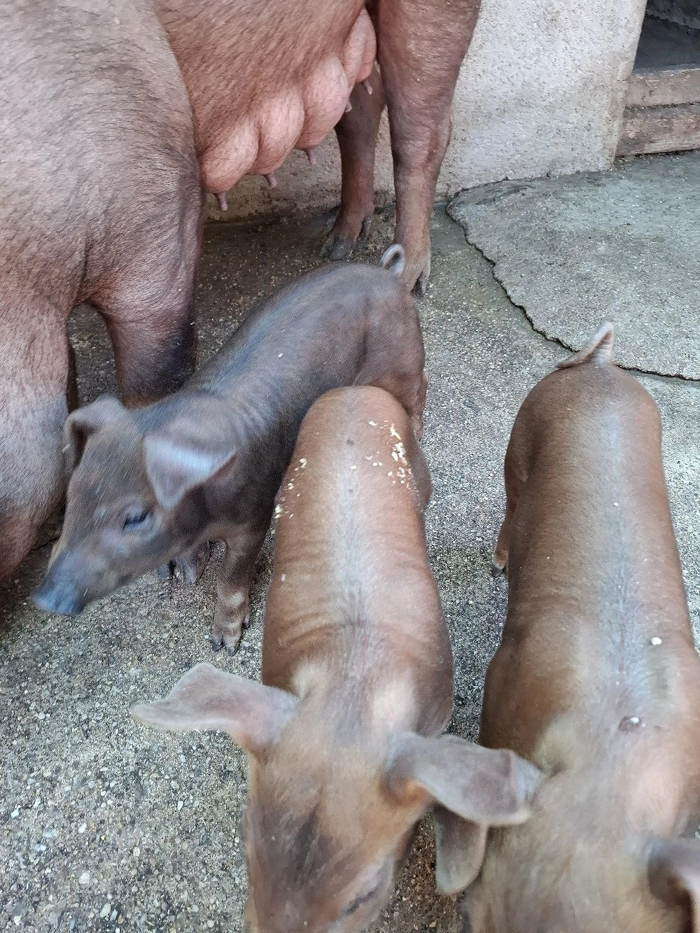 purcei duroc