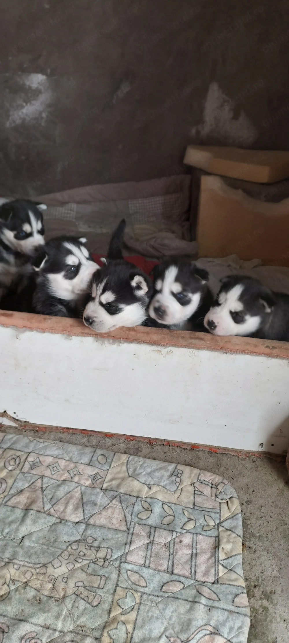 Pui husky  siberian 