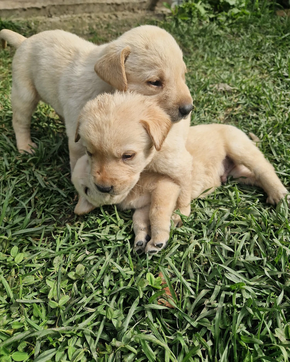 Vând căței Labrador Retriever
