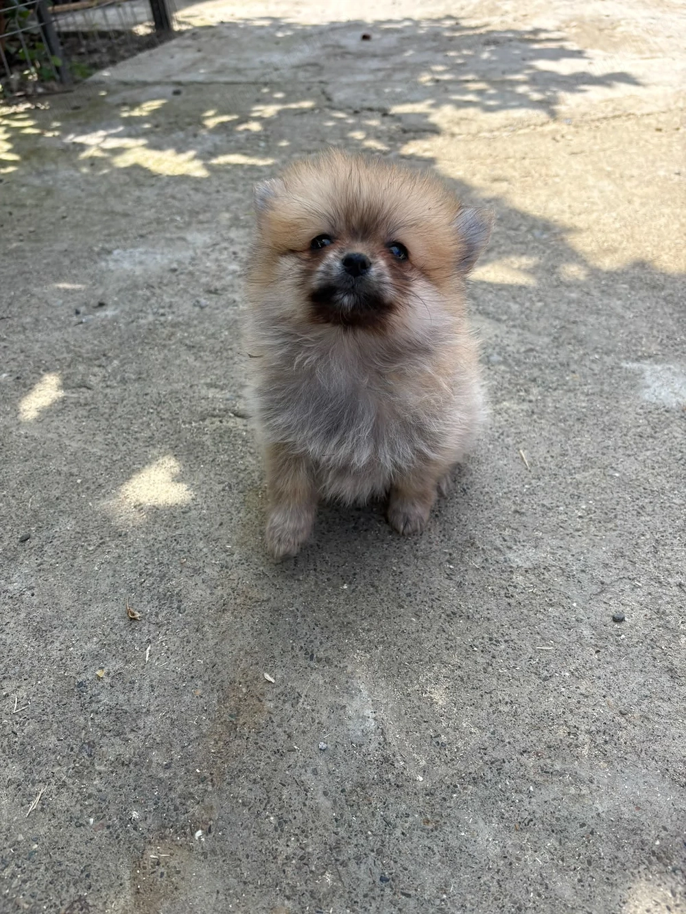 Femele Pomeranian mini toy