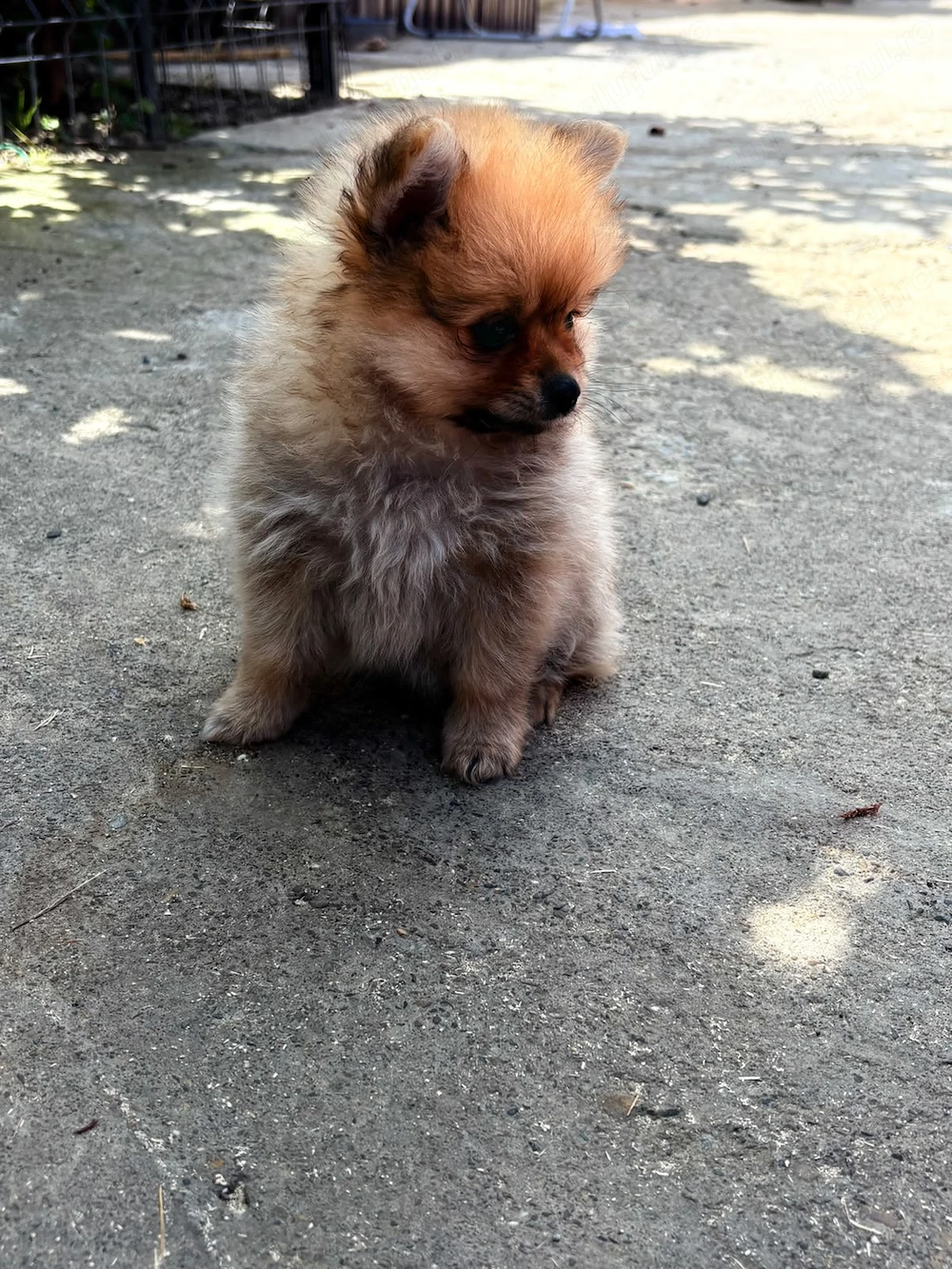 Femele Pomeranian mini toy