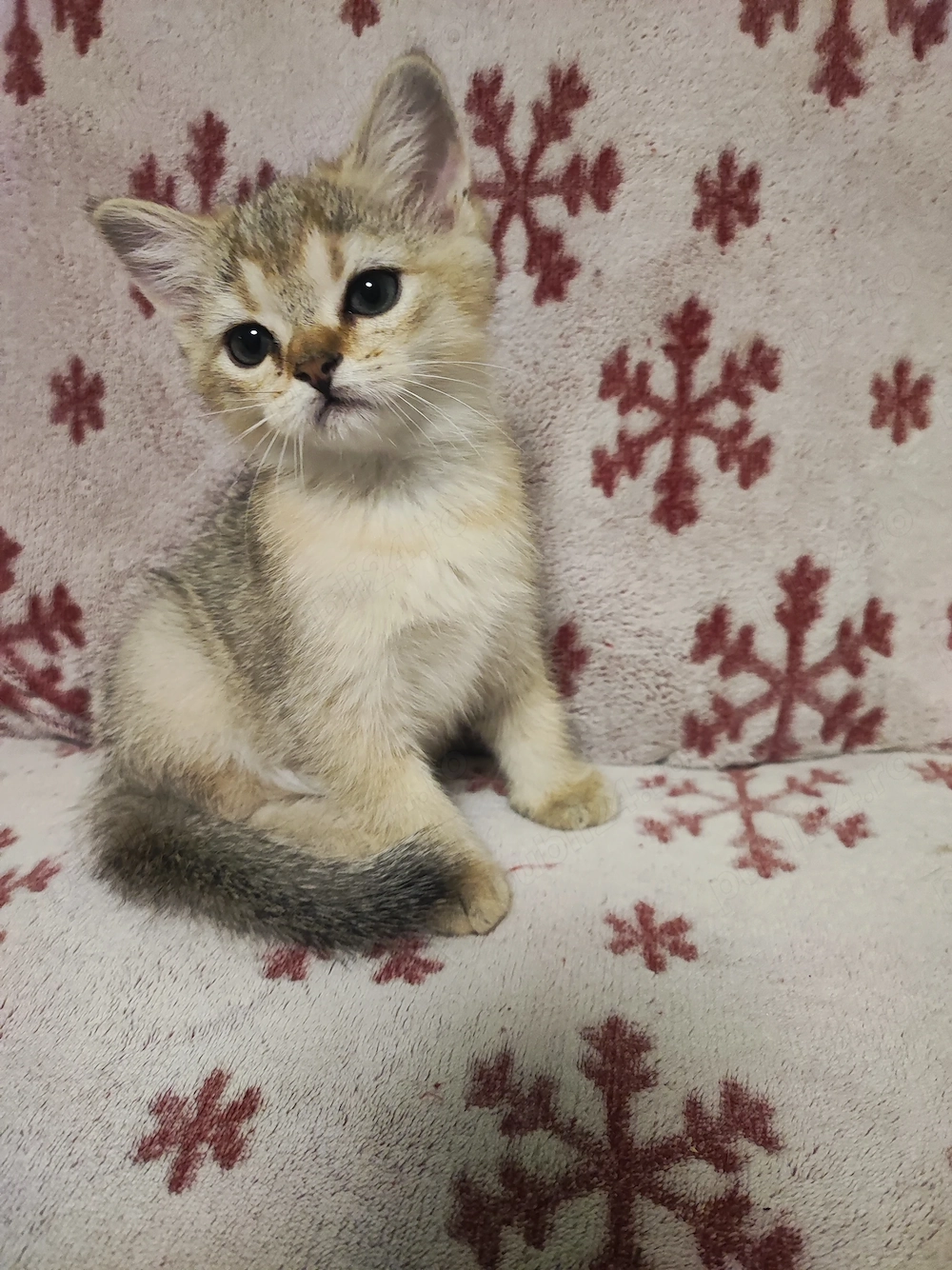 British shorthair , părinți cu pedigree 