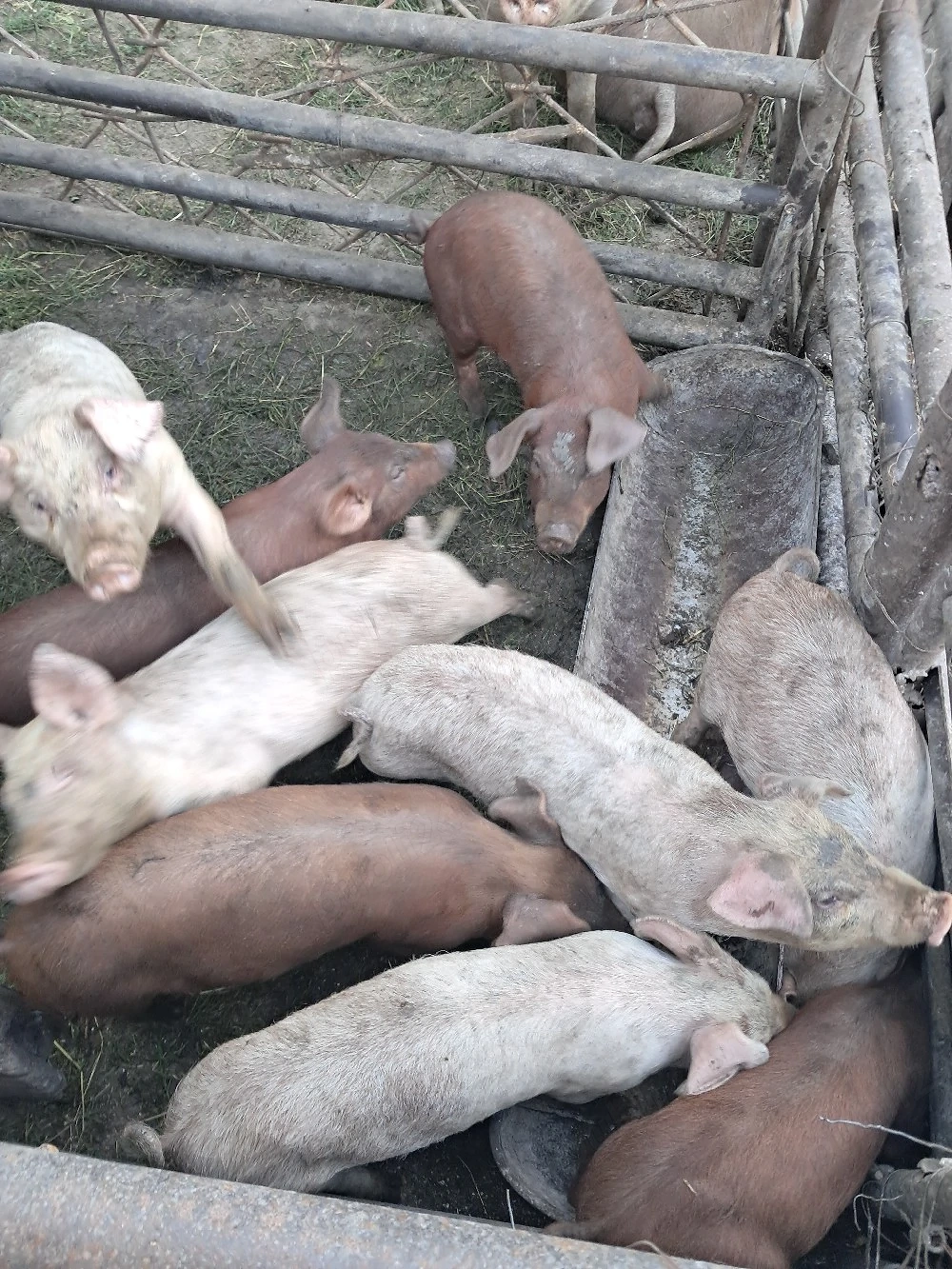 vand porci