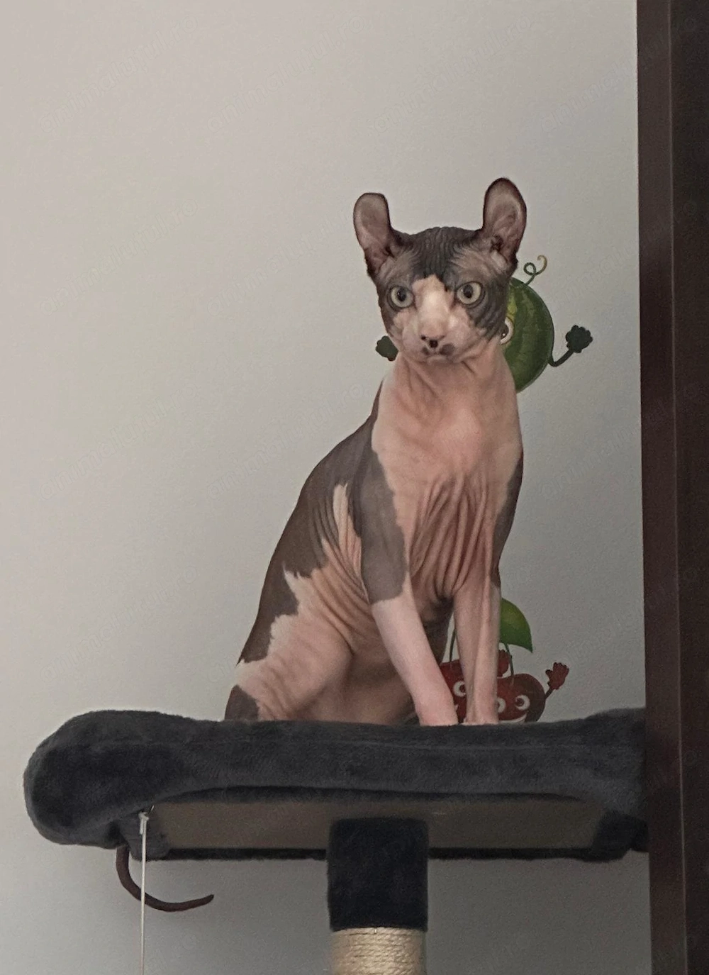 Sphinx un an și două luni 