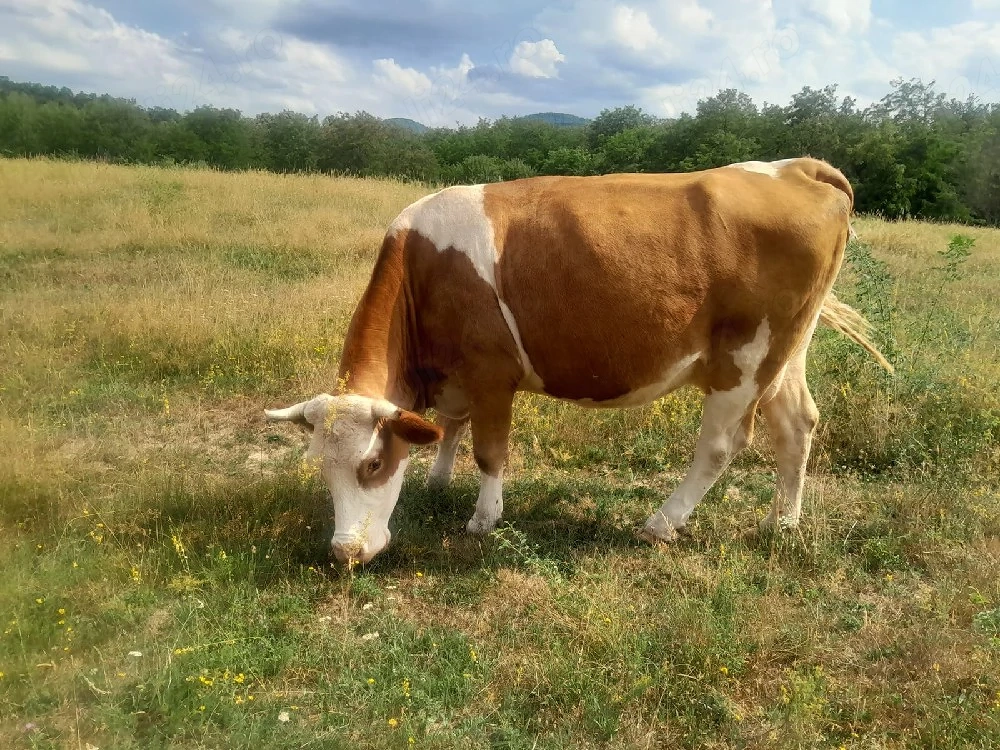 vaca de vanzare