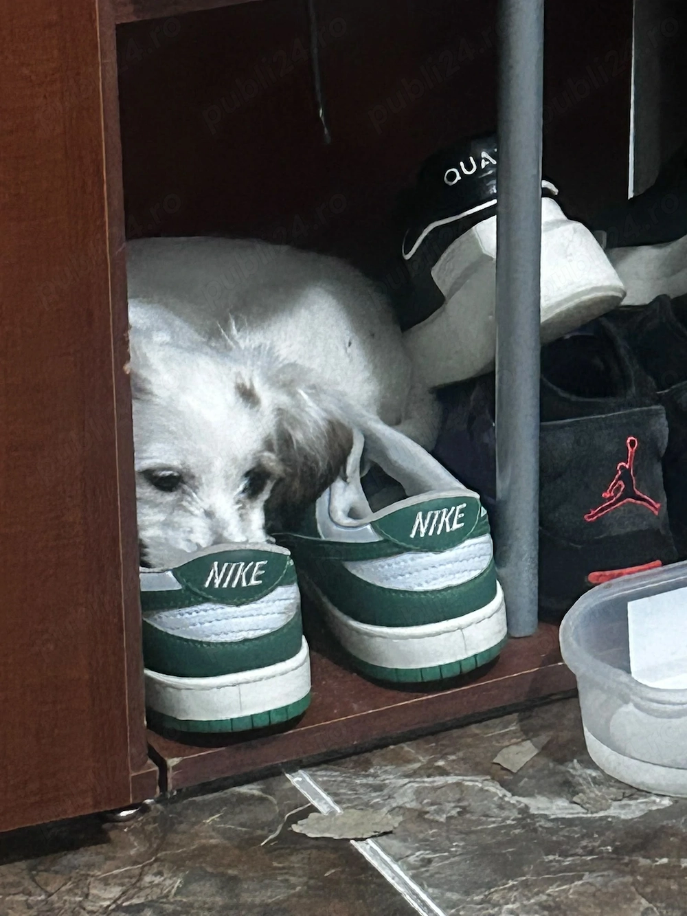 Bichon maltez