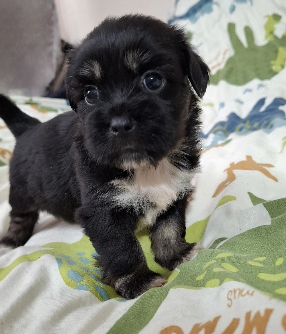 Vând cățeluși de 5 săptămâni talie mică