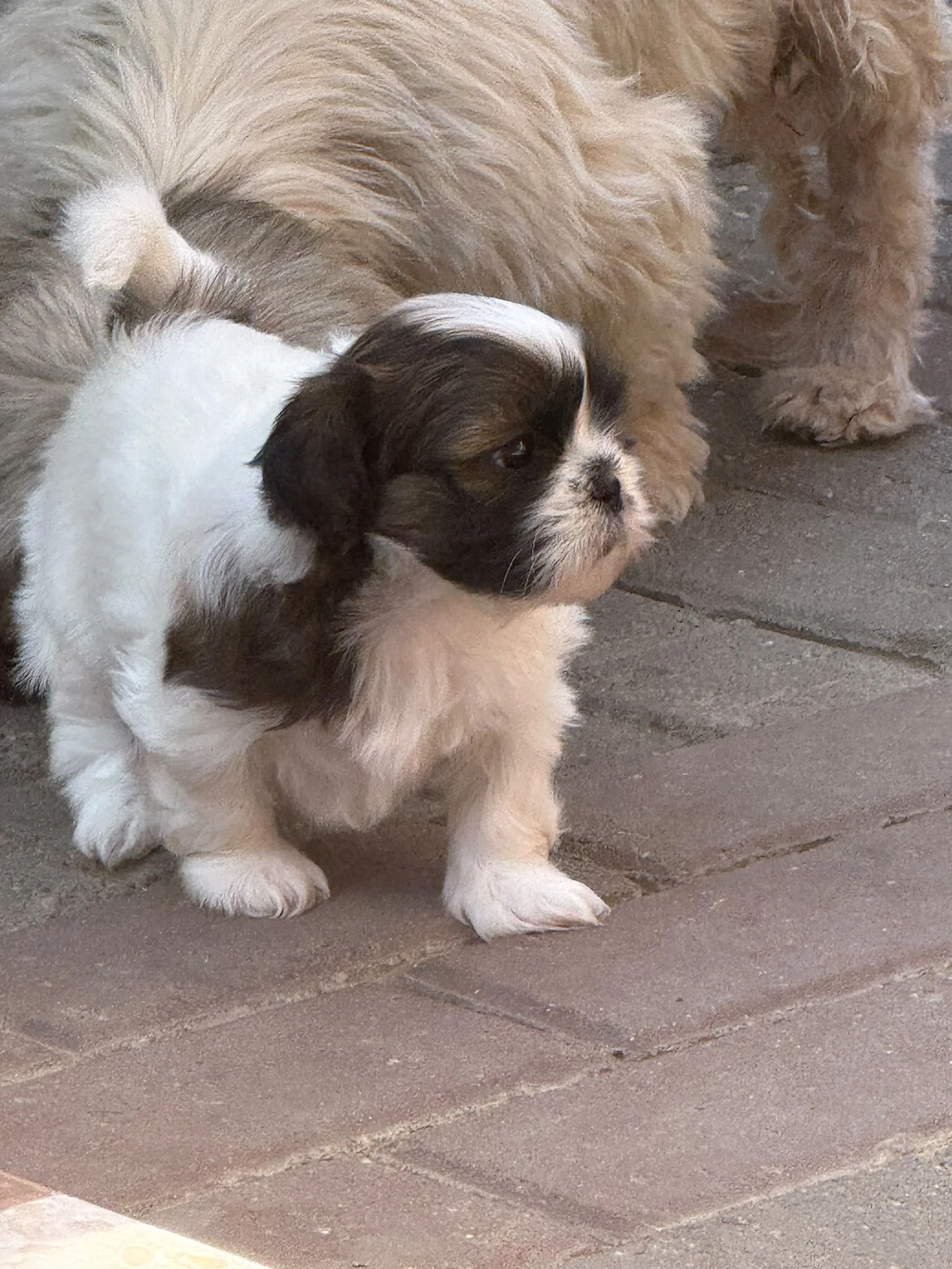 Vând puiuți shih-tzu