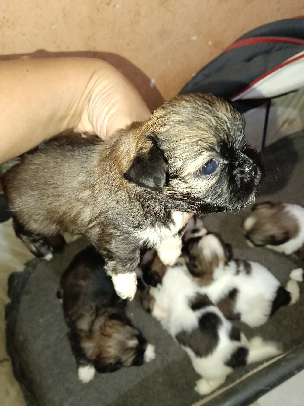 Vând căței Shishtzu