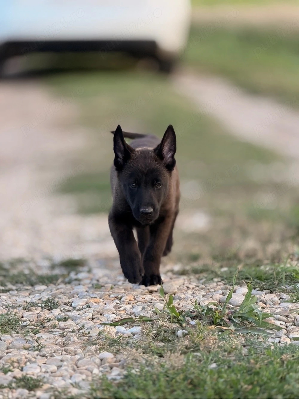 Malinois de Vanzare 