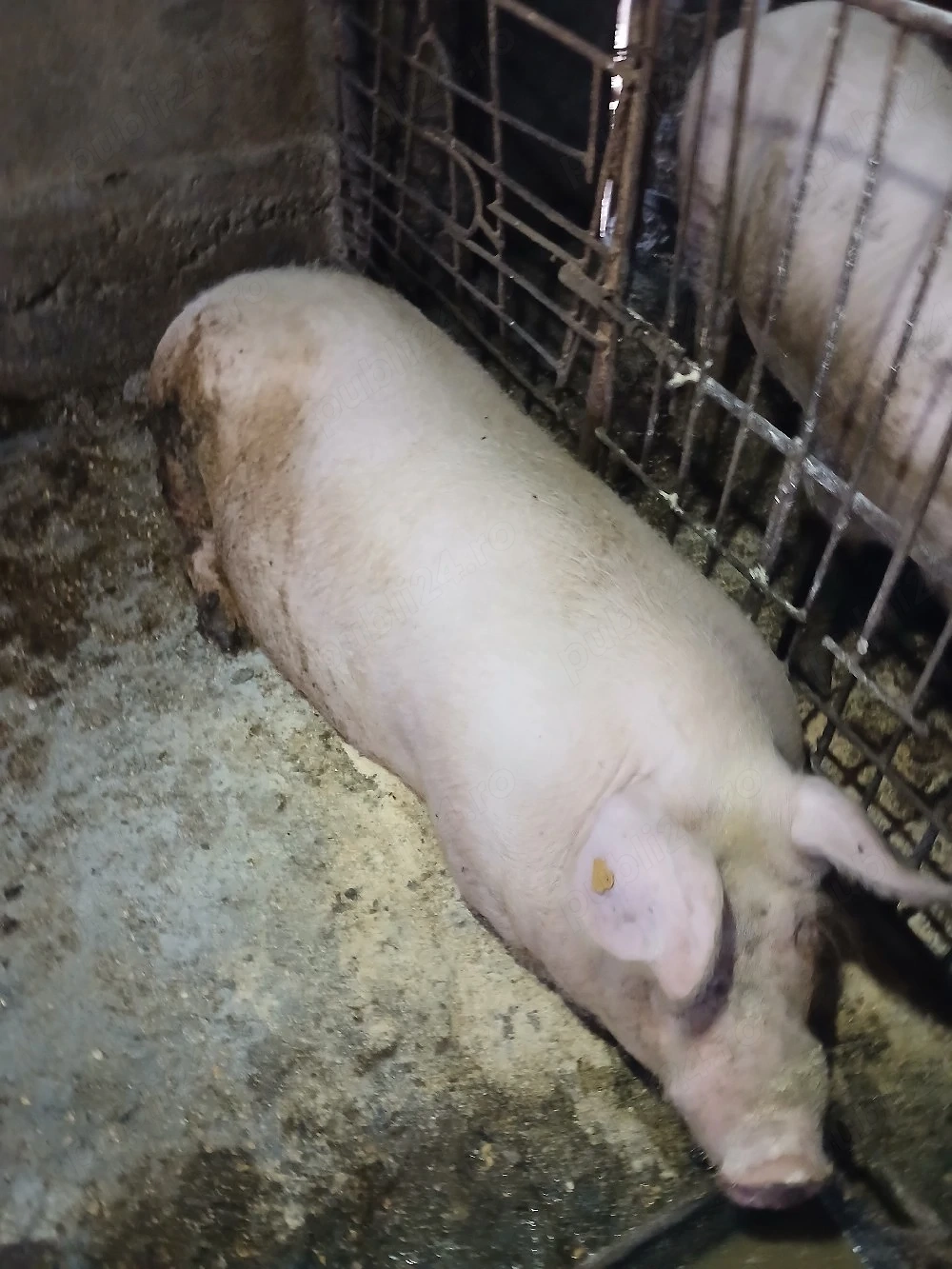 De vanzare porci