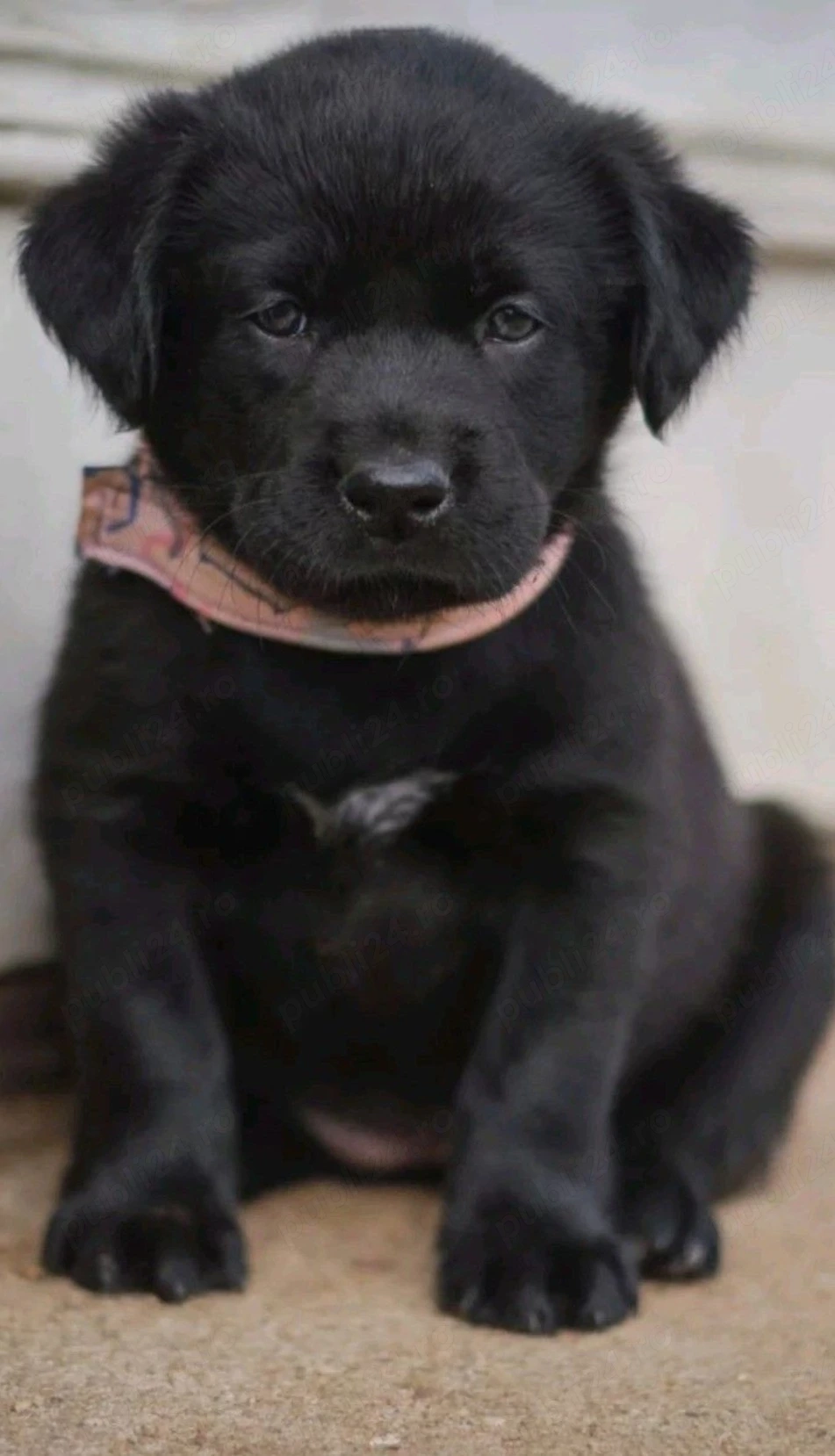 Labrador negru 