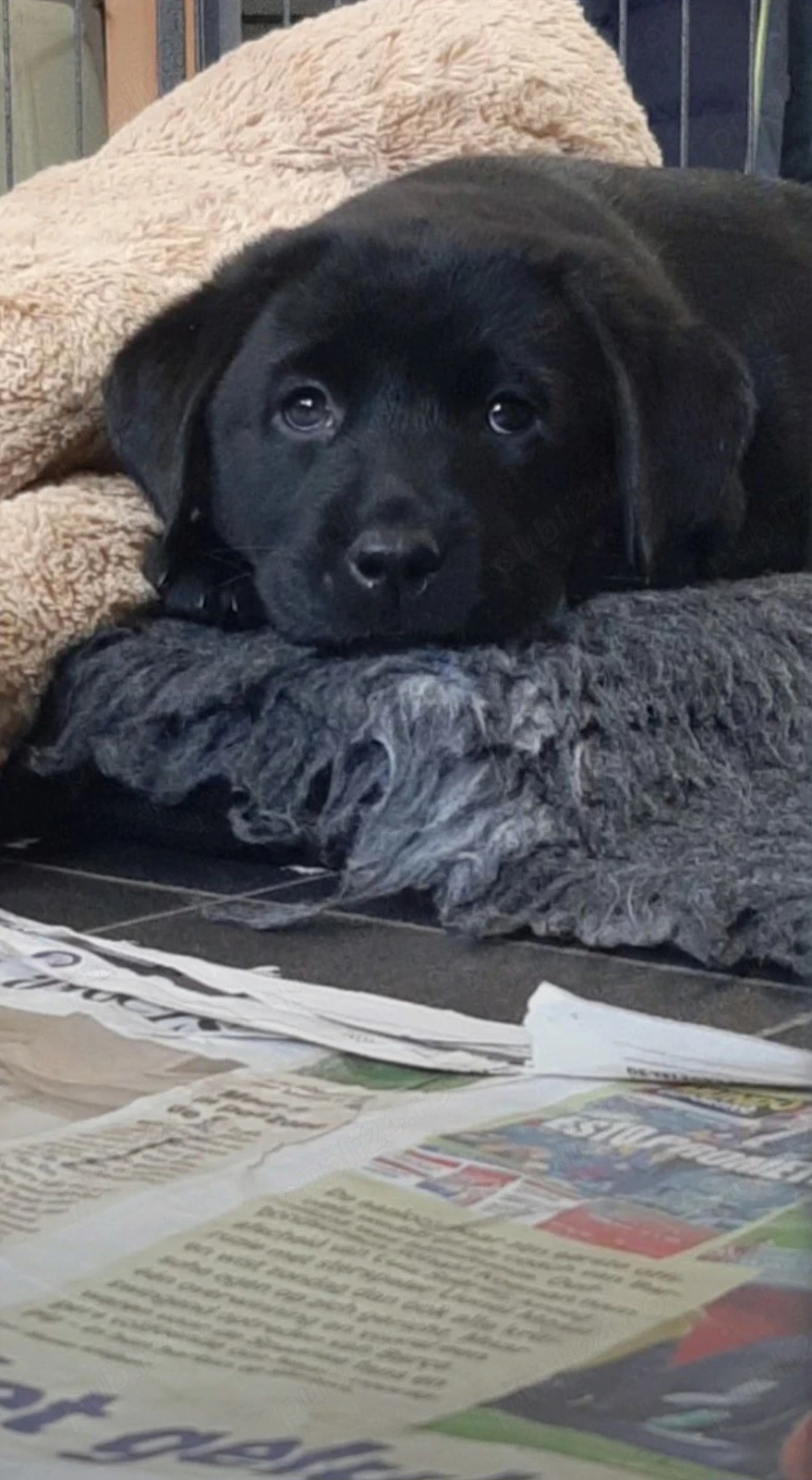 Labrador Retriever negru 