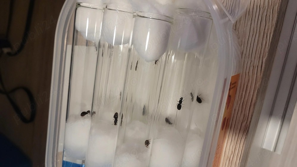 Regină de furnică lasius niger
