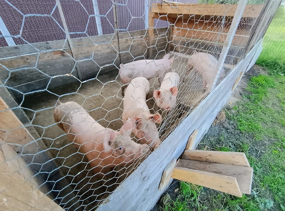 Vând 2 porci, la alegere. 