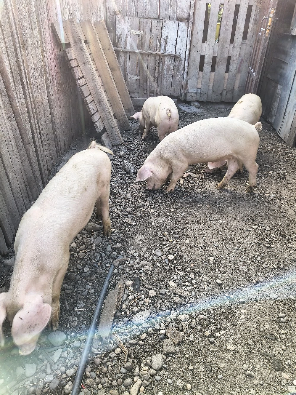 caută alt stăpân 