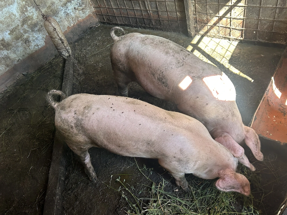 Porci Landrace de vânzare 